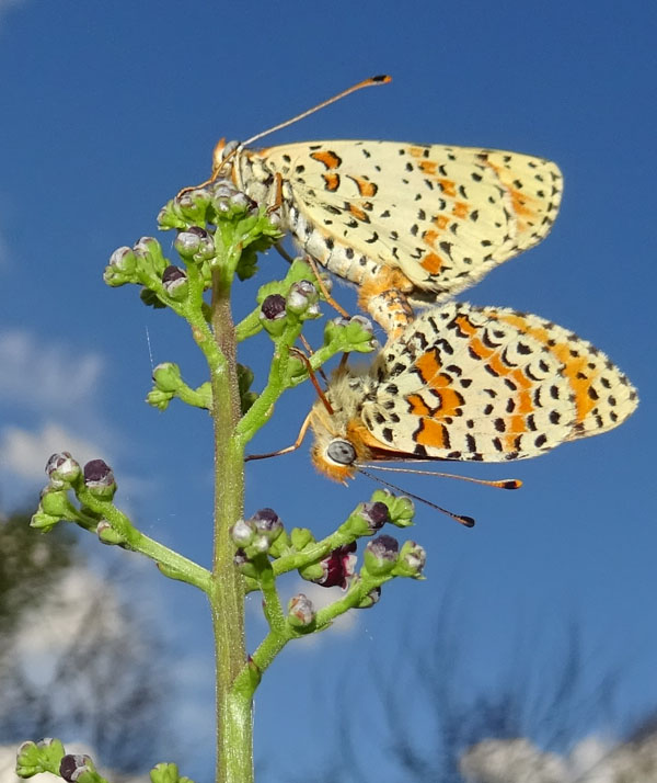 Nymphalidae......accoppiamento di Melitaea didyma